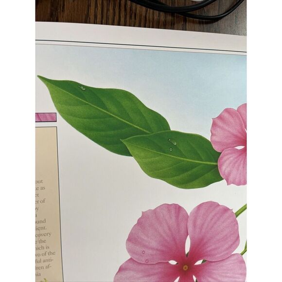 Vintage 1991 Rosy Periwinkle Pharmacy History Pharmacist Poster Afrin Promo - Picture 4 of 12